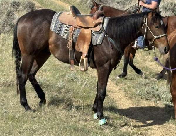 bred-to-run-appendix-horse