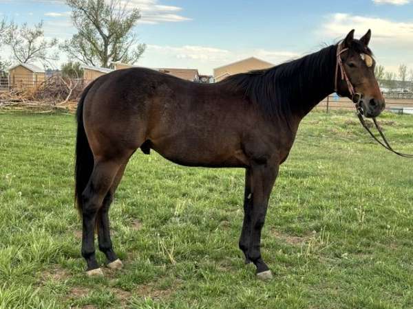 curious-appendix-horse