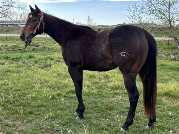 current-appendix-horse