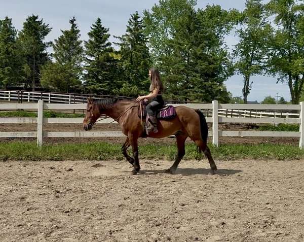 dun-factor-standardbred-horse