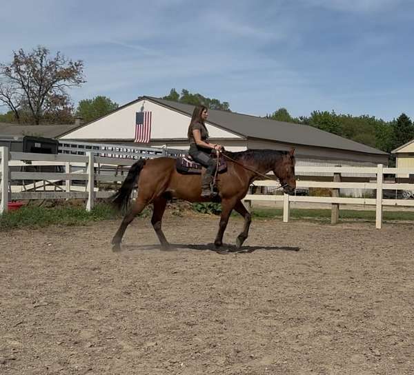 all-around-standardbred-horse