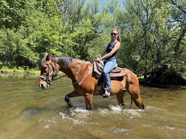 beginner-standardbred-horse