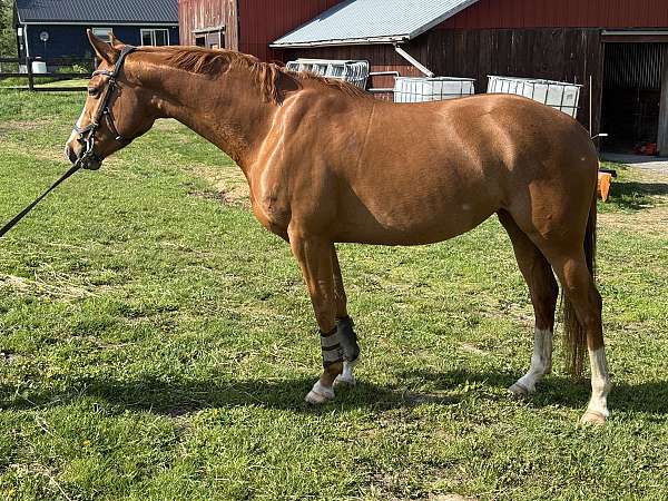 amateur-friendly-oldenburg-horse