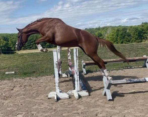 horse-for-sale-on-oldenburg
