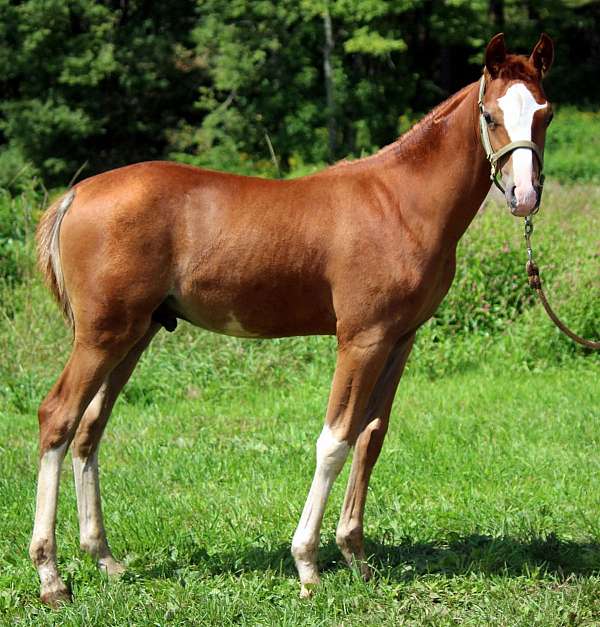 foxtrotter-half-arabian-horse