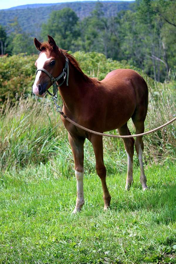 khemosabi-half-arabian-horse