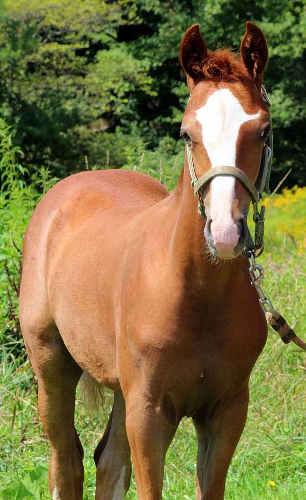 cotton-eyed-joe-half-arabian-horse