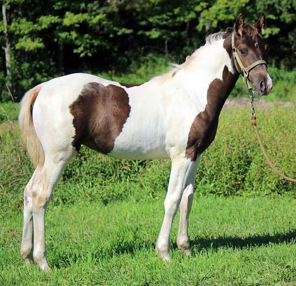 chocolate-mfthba-filly