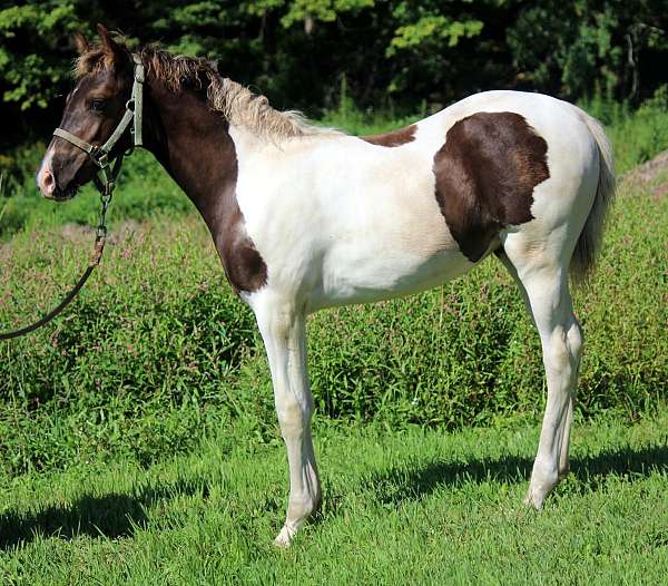 chocolate-mfthba-horse