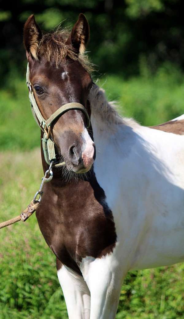 tobiano-horse
