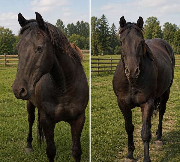 quarter-horse-for-sale