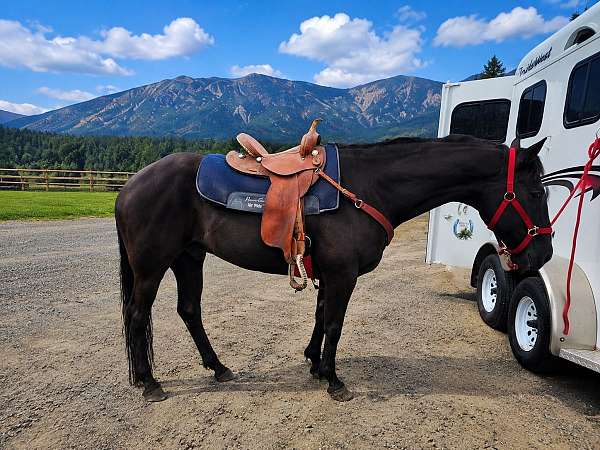 quarter-horse-gelding