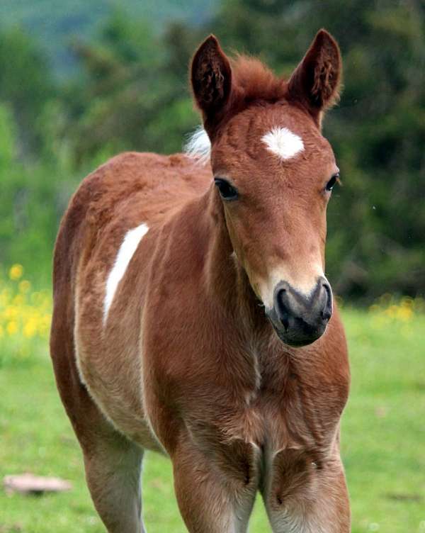 babies-missouri-fox-trotter-horse