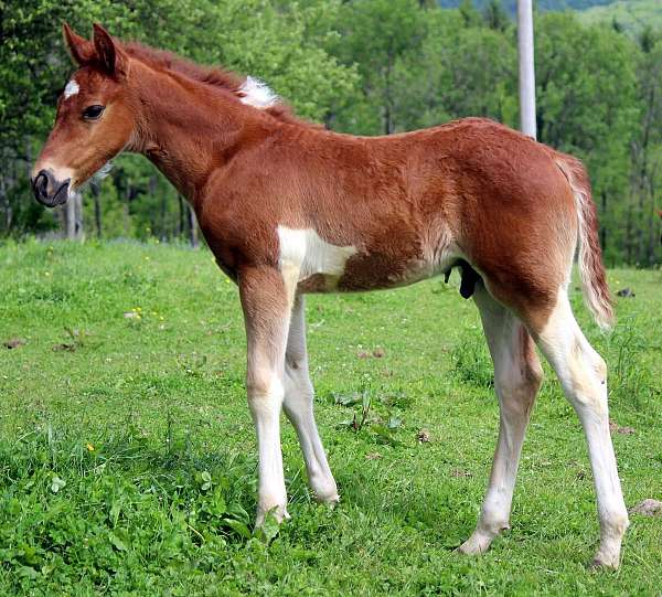 chestnut-tobiano-star-horse