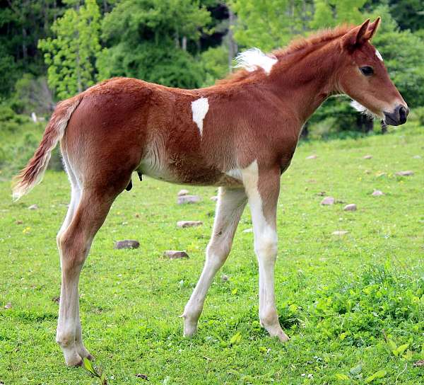 baby-missouri-fox-trotter-horse