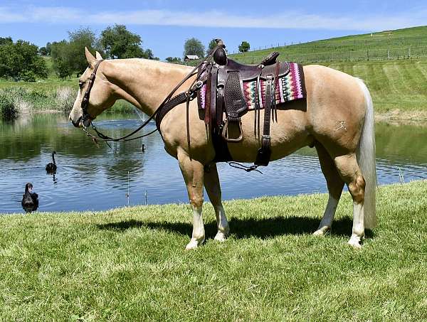 husbands-horse-gelding