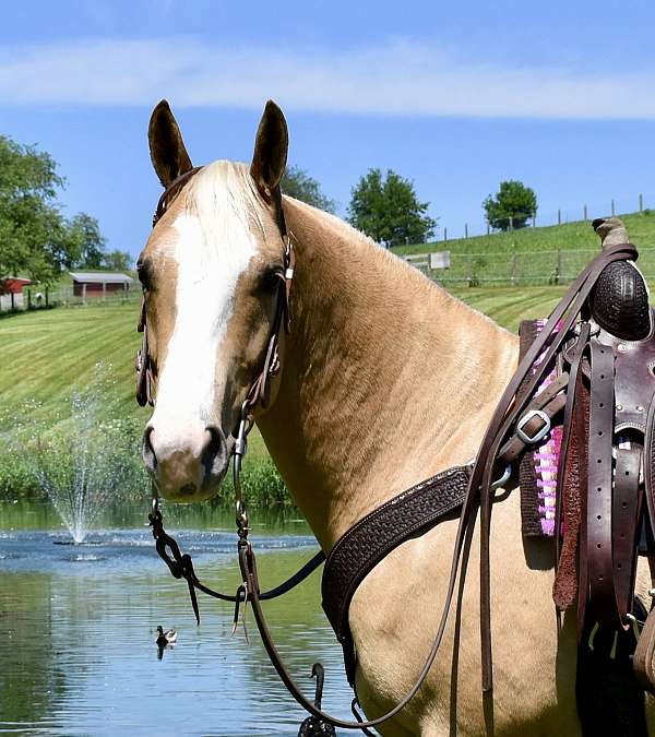 palomino-quarter-horse