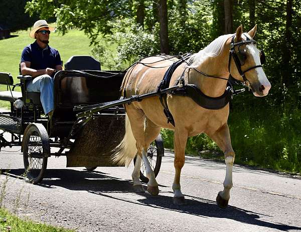 aqha-quarter-horse