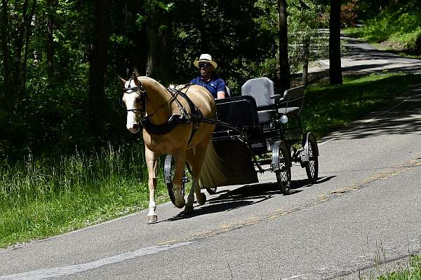 trail-horse-quarter
