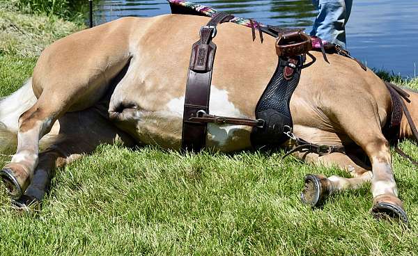 show-horse-quarter