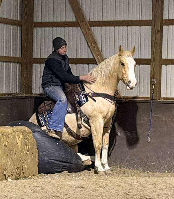 western-horse-quarter