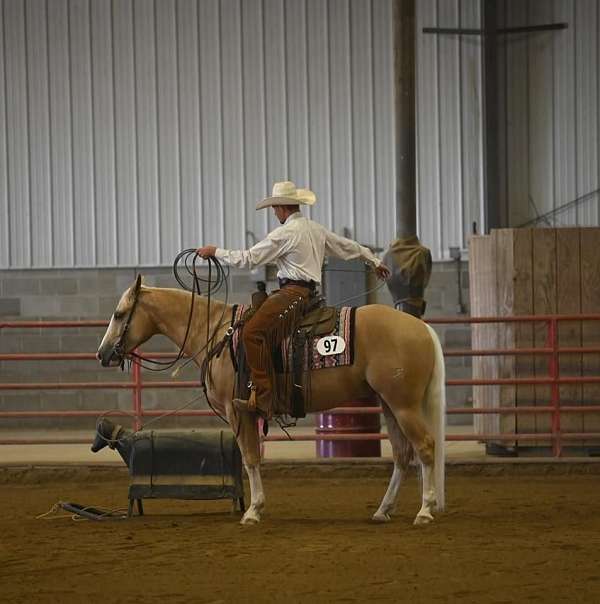 kid-safe-quarter-horse