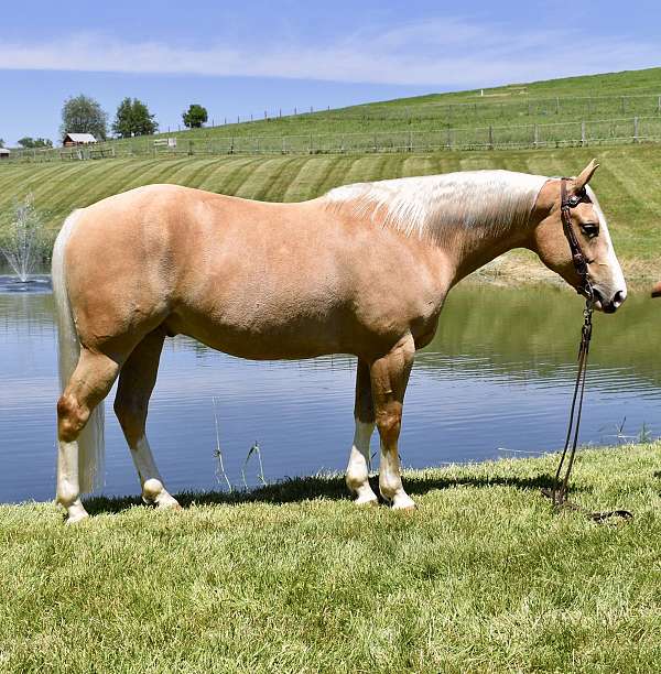 all-around-quarter-horse