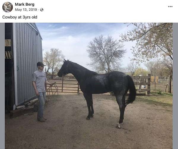 comes-colt