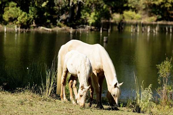 doc-hollywood-colt