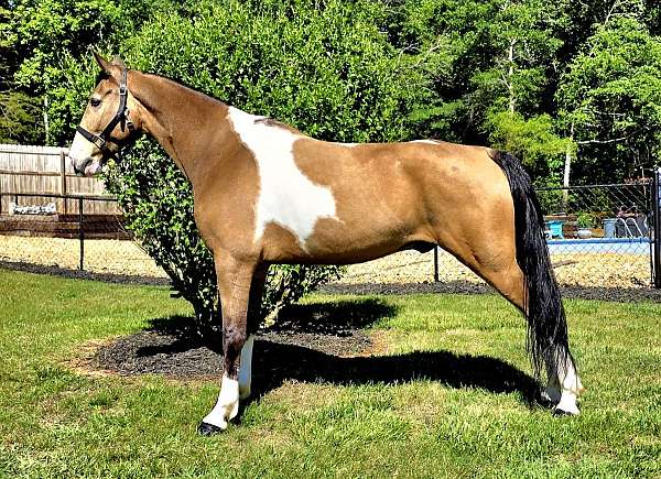 pleasure-trail-horse-gelding