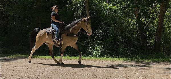 see-pictures-horse