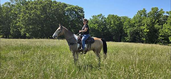 tobiano-see-pictures-horse