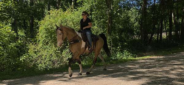 trail-horse-tennessee-walking