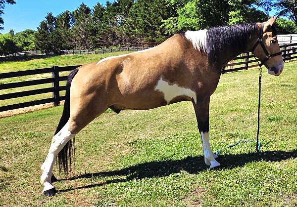 tennessee-walker-walking-horse