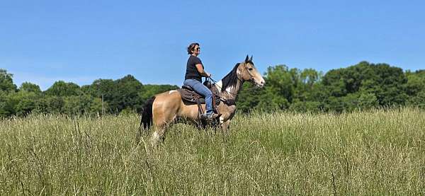 gelding-tennessee-walking-horse