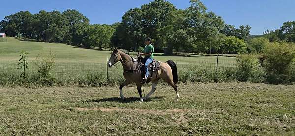 gaited-tennessee-walking-horse