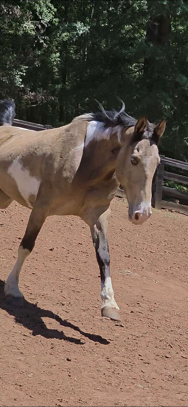 gaited-horse-tennessee-walking