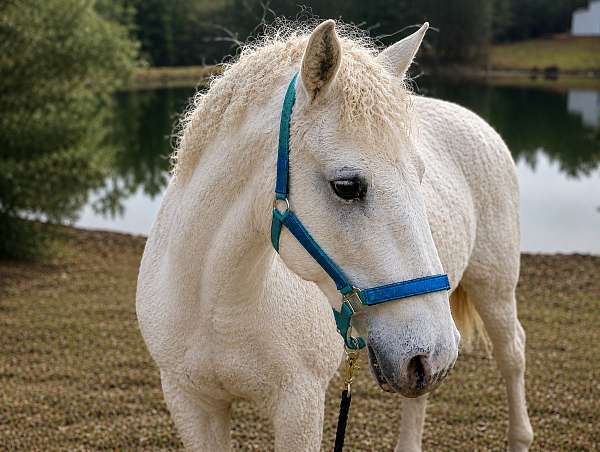 white-few-spot-appaloosa-horse