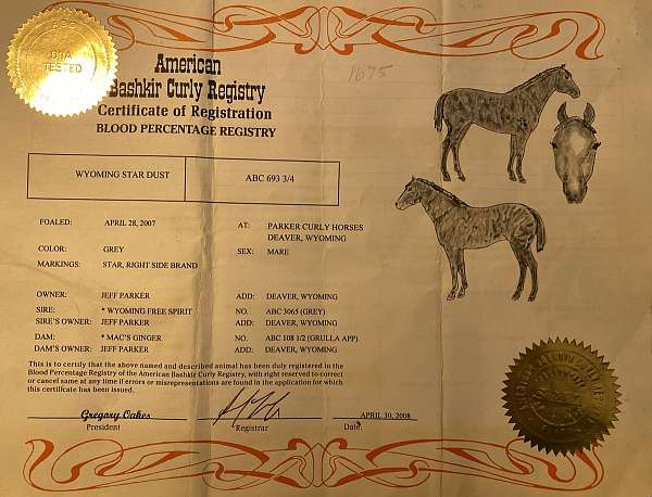 adopted-bashkir-curly-horse