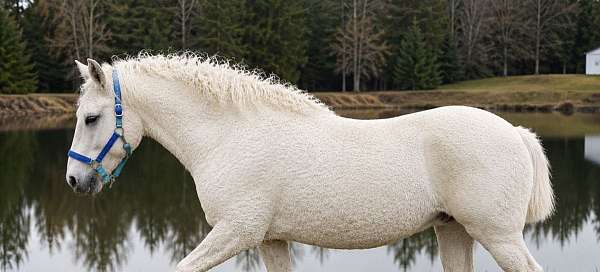 all-bashkir-curly-horse