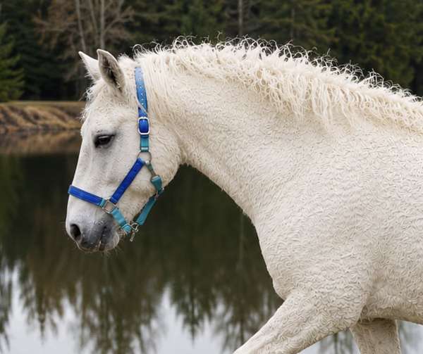 appaloosa-bashkir-curly-horse