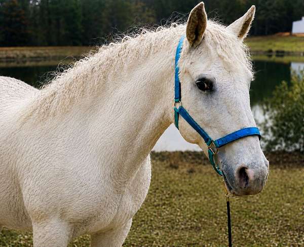 around-bashkir-curly-horse
