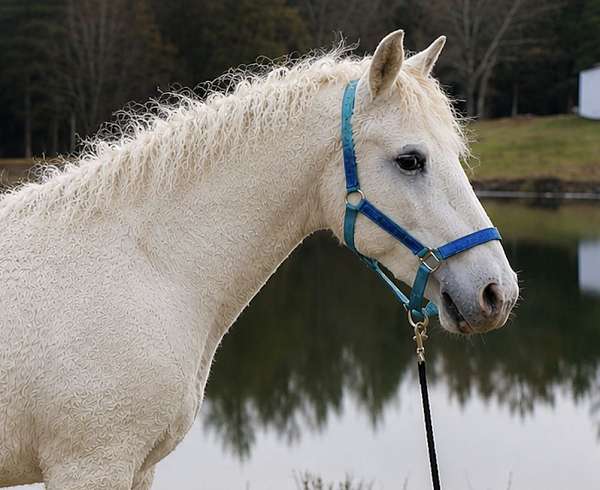 available-bashkir-curly-horse