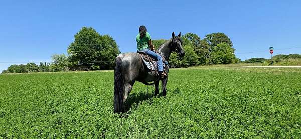 blue-roan-horse-tennessee-walking