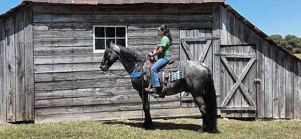 field-trail-horse-tennessee-walking