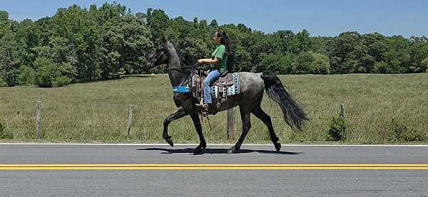 gaited-blue-roan-tennessee-walking-horse