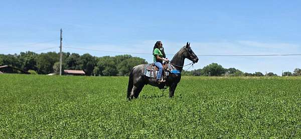 field-trail-horse-gelding
