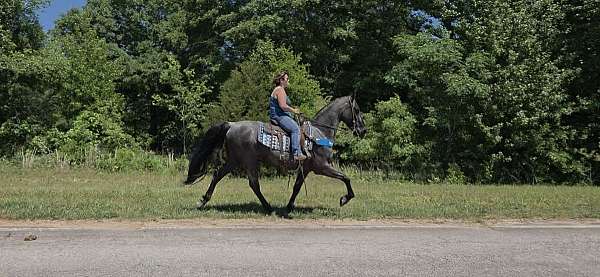 gaited-blue-roan-gelding