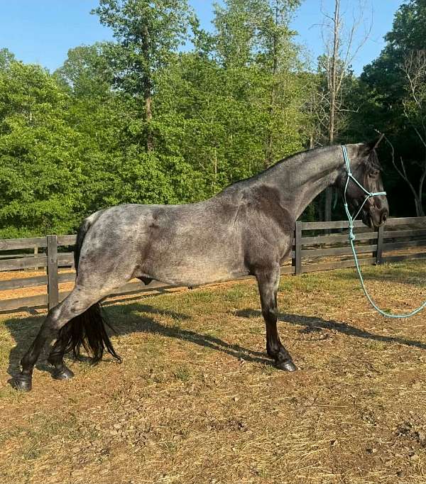see-pictures-horse