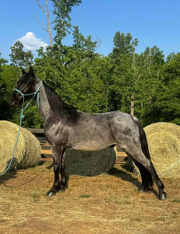 blue-roan-see-pictures-horse